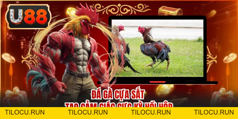 Đá Gà Cựa Sắt - Màn Tranh Tài Đầy Bất Ngờ Đến Phút Cuối - Tilocu