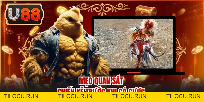 Đá Gà Cựa Sắt - Màn Tranh Tài Đầy Bất Ngờ Đến Phút Cuối - Tilocu
